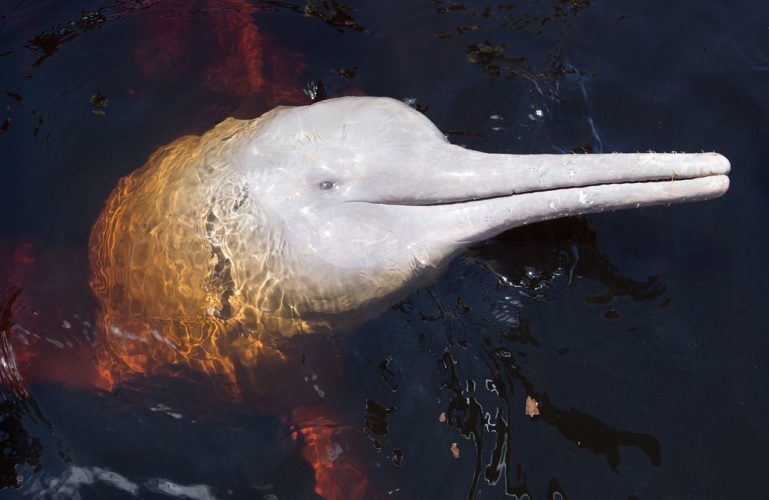 Delfines en tierras llaneras