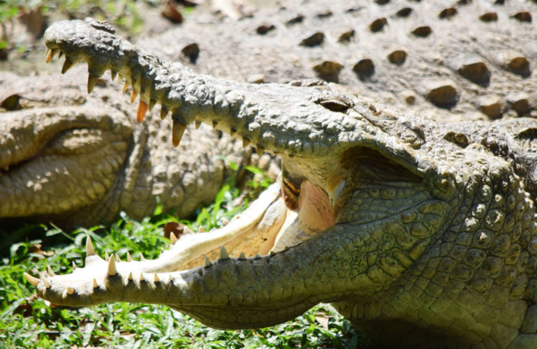 Bioparque Los Ocarros: Un destino para descubrir el alma de la fauna silvestre