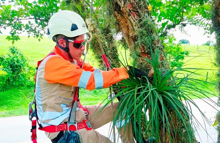 Covioriente realiza actividades de aprovechamiento forestal de acuerdo con la normativa legal vigente