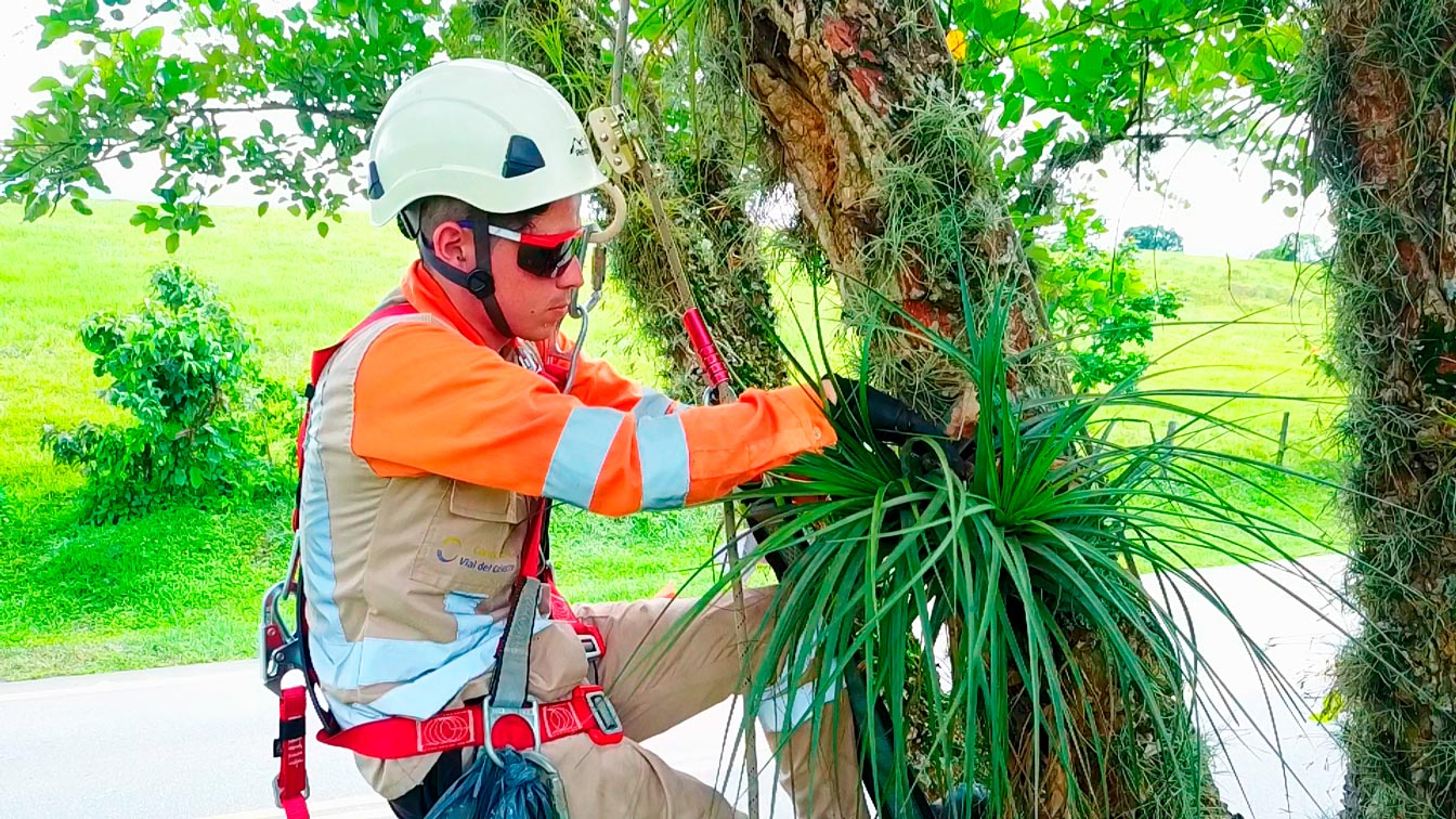 La Concesionaria Vial del Oriente aclara a la opinión pública que las actividades de aprovechamiento forestal que se desarrollan actualmente sobre el derecho de vía de la carretera Villavicencio – Yopal, cuentan con los permisos ambientales otorgados por el Ministerio de Ambiente y Desarrollo Sostenible, la Autoridad Nacional de Licencias Ambientales- ANLA, Corporinoquia y Cormacarena, […]