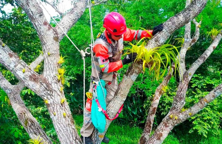 El Aprovechamiento forestal en el tramo Villavicencio- Cumaral cuenta con permisos de la autoridad ambiental