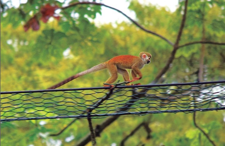 ¡Mañana! Reunión informativa sobre el avance del estudio de pasos de fauna