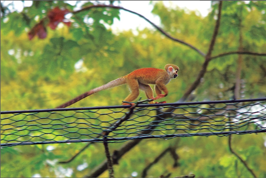 La Concesionaria Vial del Oriente – COVIORIENTE, se permite informar que la invitación realizada para participar de la reunión informativa donde se abordará el tema del avance del estudio de pasos de fauna para el Corredor vial Villavicencio – Yopal, se realizará el viernes 31 de mayo de 2019, en el AUDITORIO VIVE DIGITAL DE […]